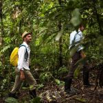 Rainforests beginners expanded