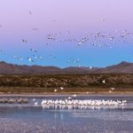 Birding birdwatching mississippi