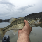 Best Angling Spots for Trout Fishing